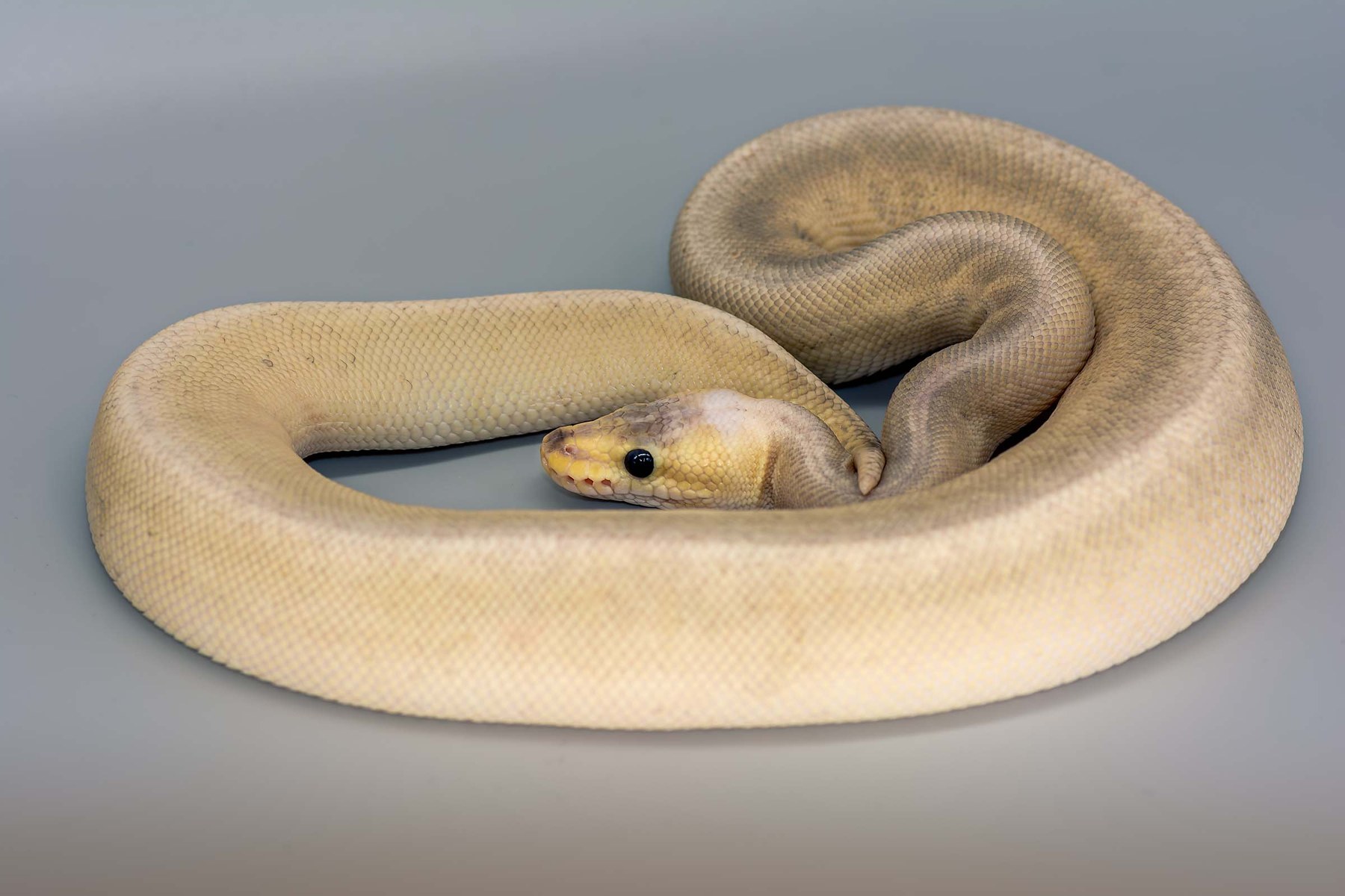 Royal Python, collection photograph 14