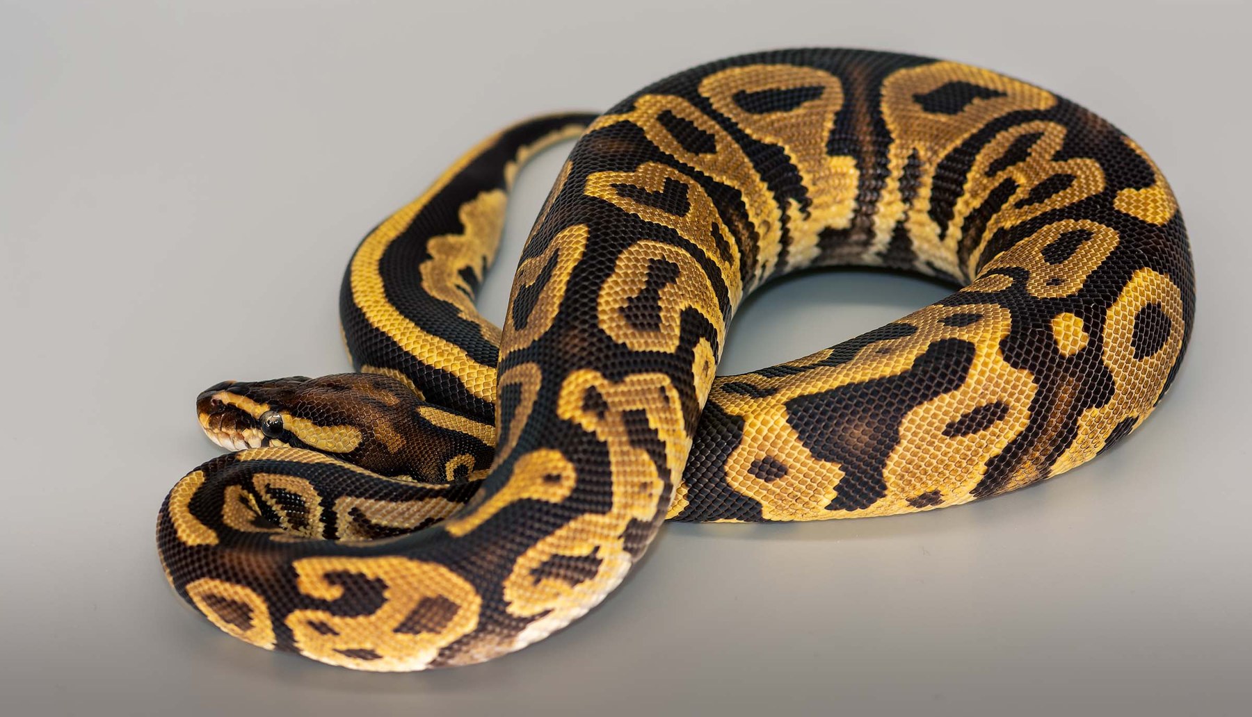 Royal Python photographed at Hexotics