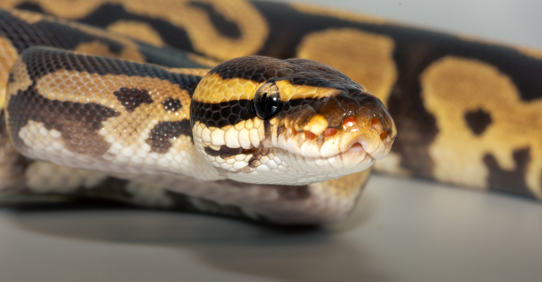 Royal Python, collection photograph 16