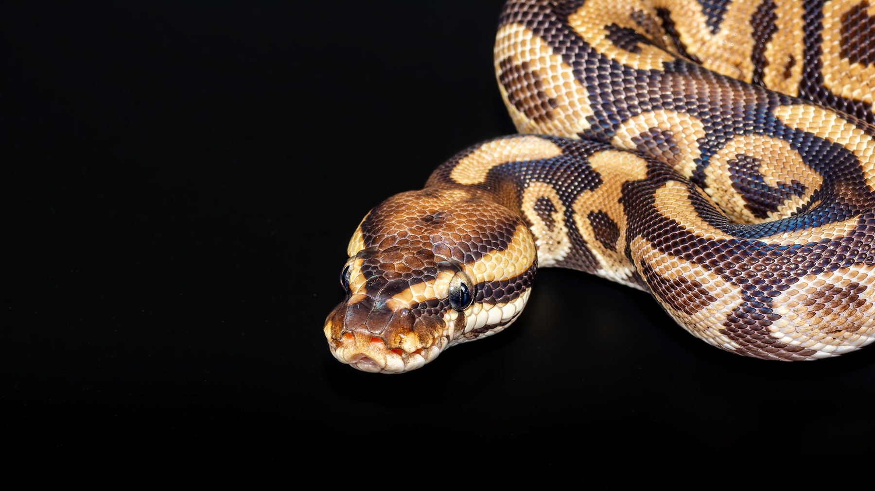 Royal Python, collection photograph 6