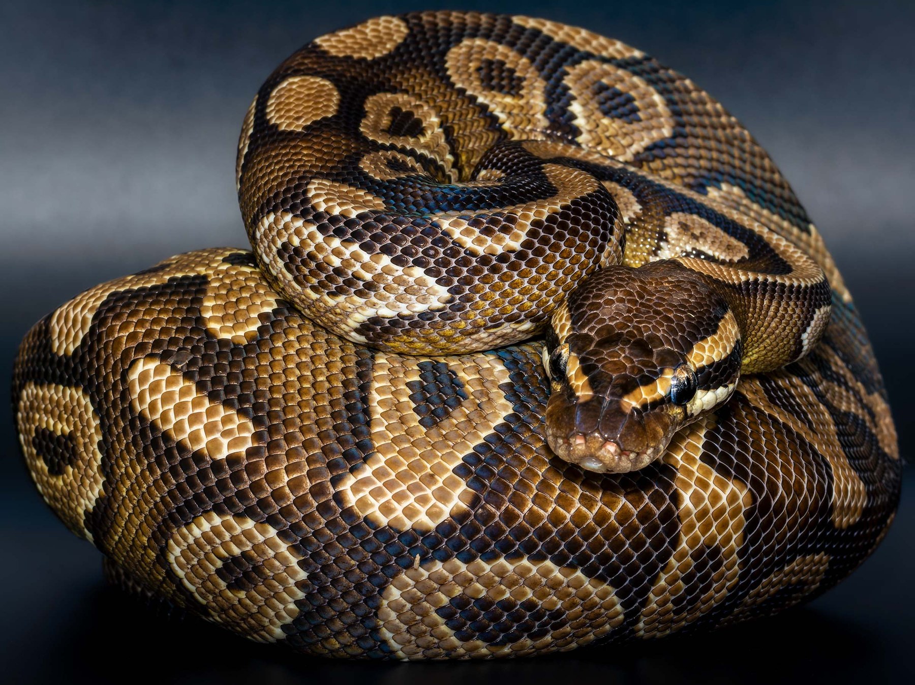 Royal Python, collection photograph 7