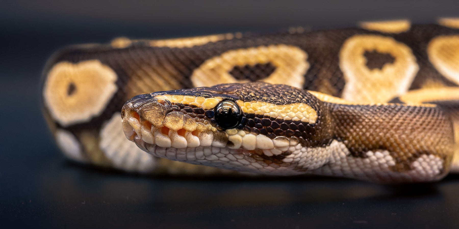 Royal Python, collection photograph 9