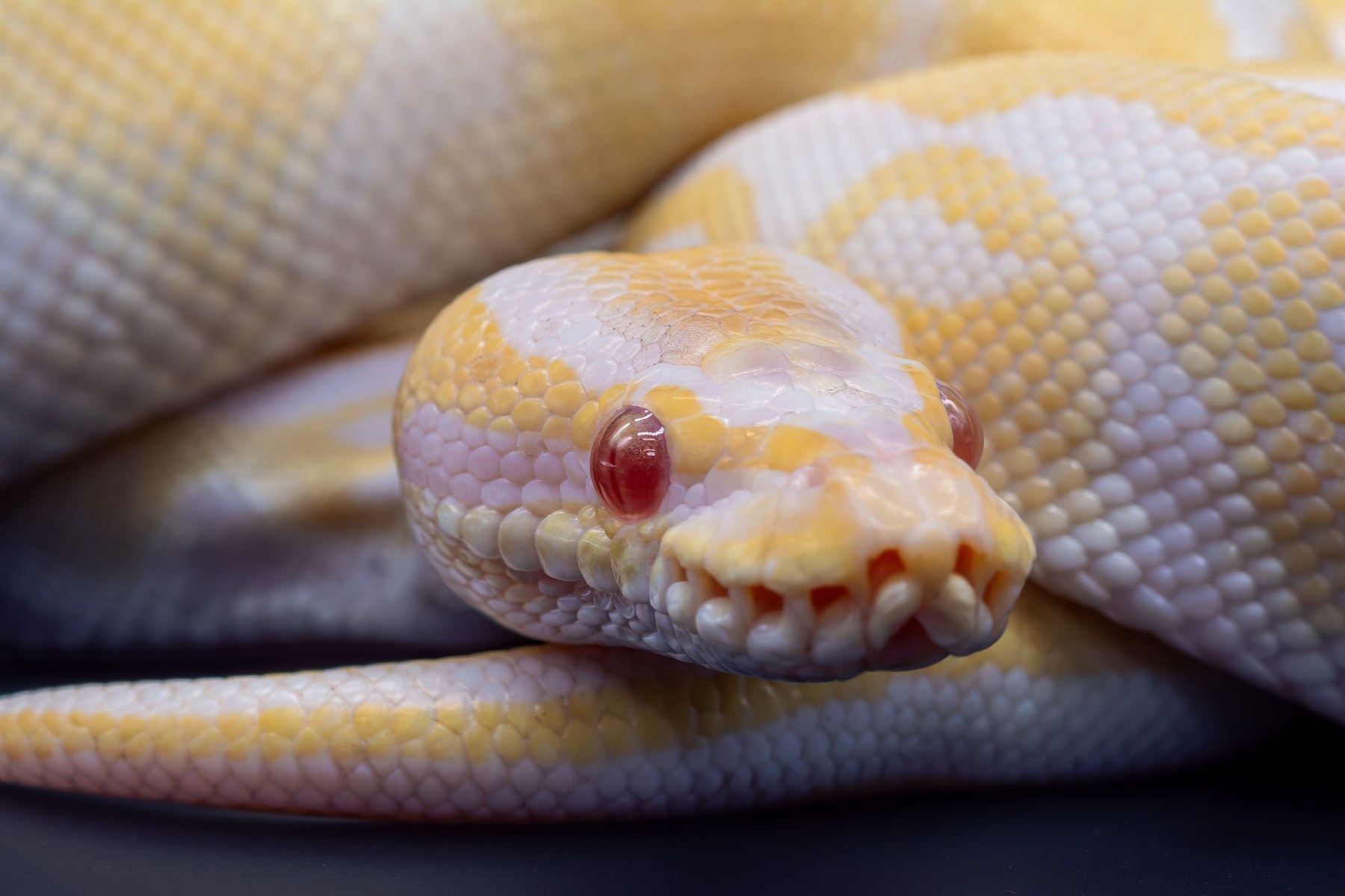 Royal Python, collection photograph 18