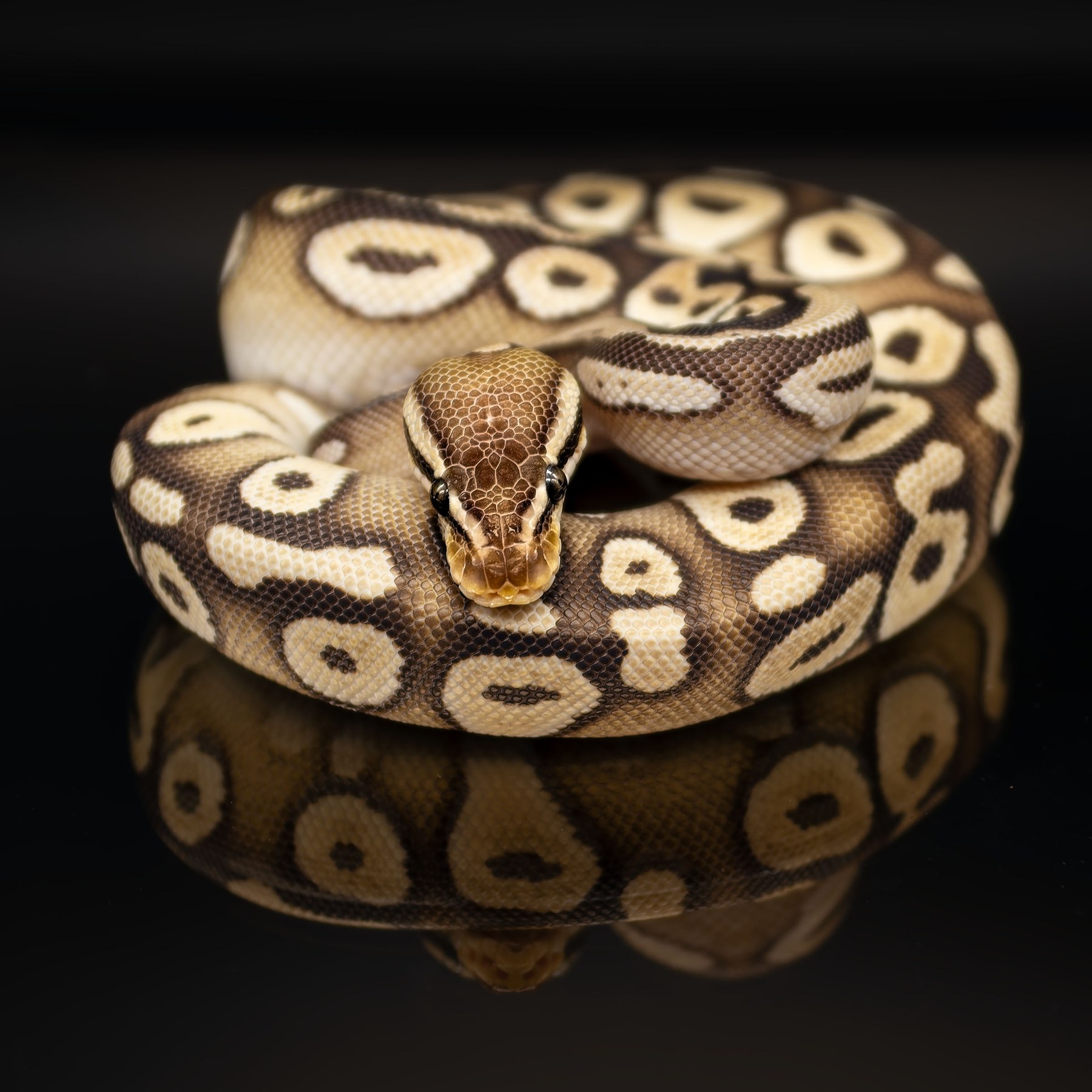 Royal Python portrait by Stephen Heggs Photography