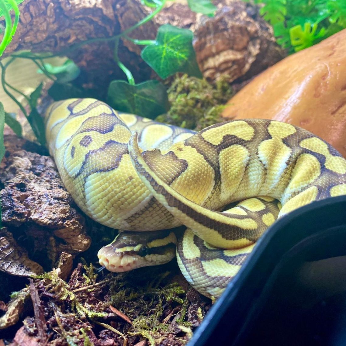 A curled yellow and brown ball python resting among foliage and rocks.
