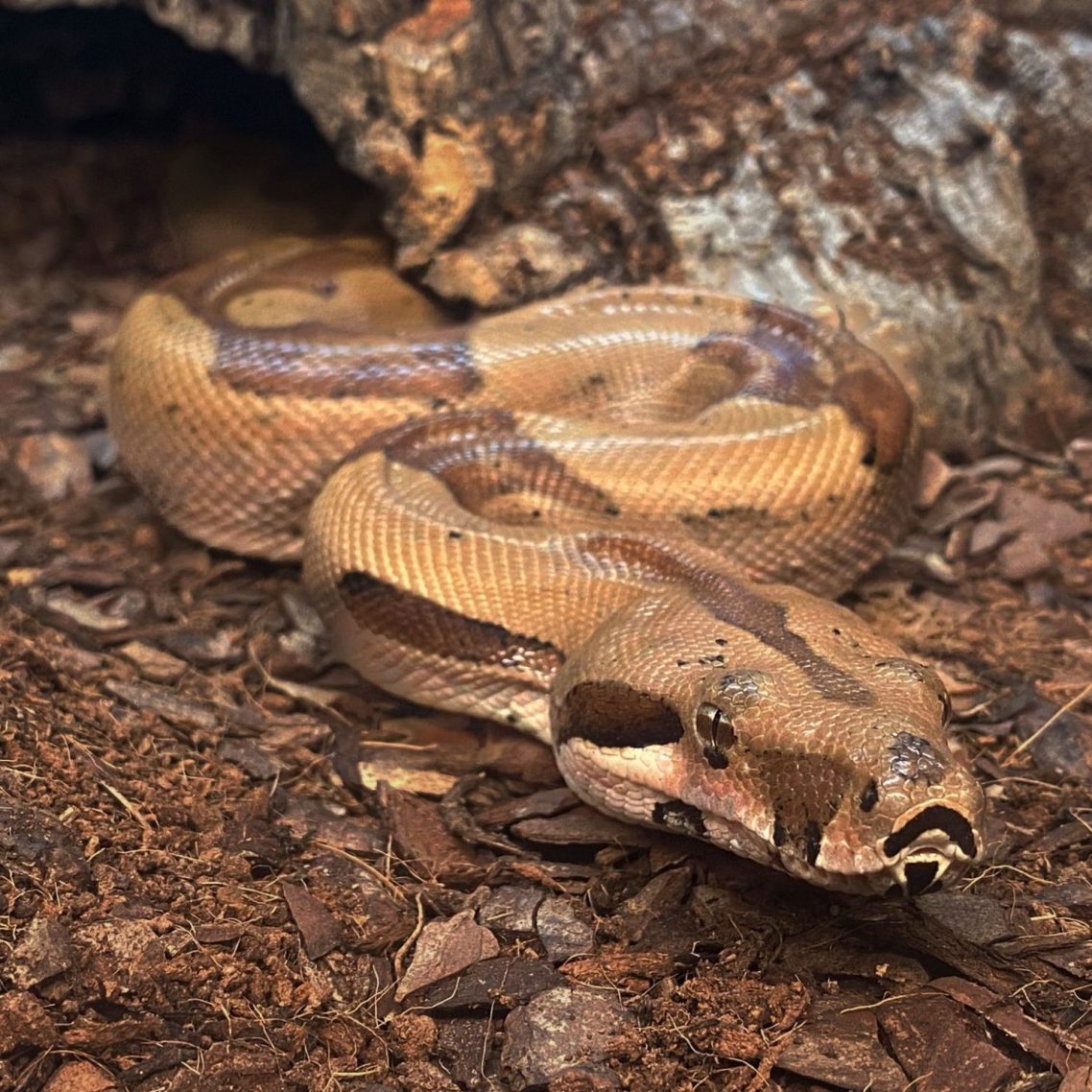 A brown and tan boa resting on the ground near a log.